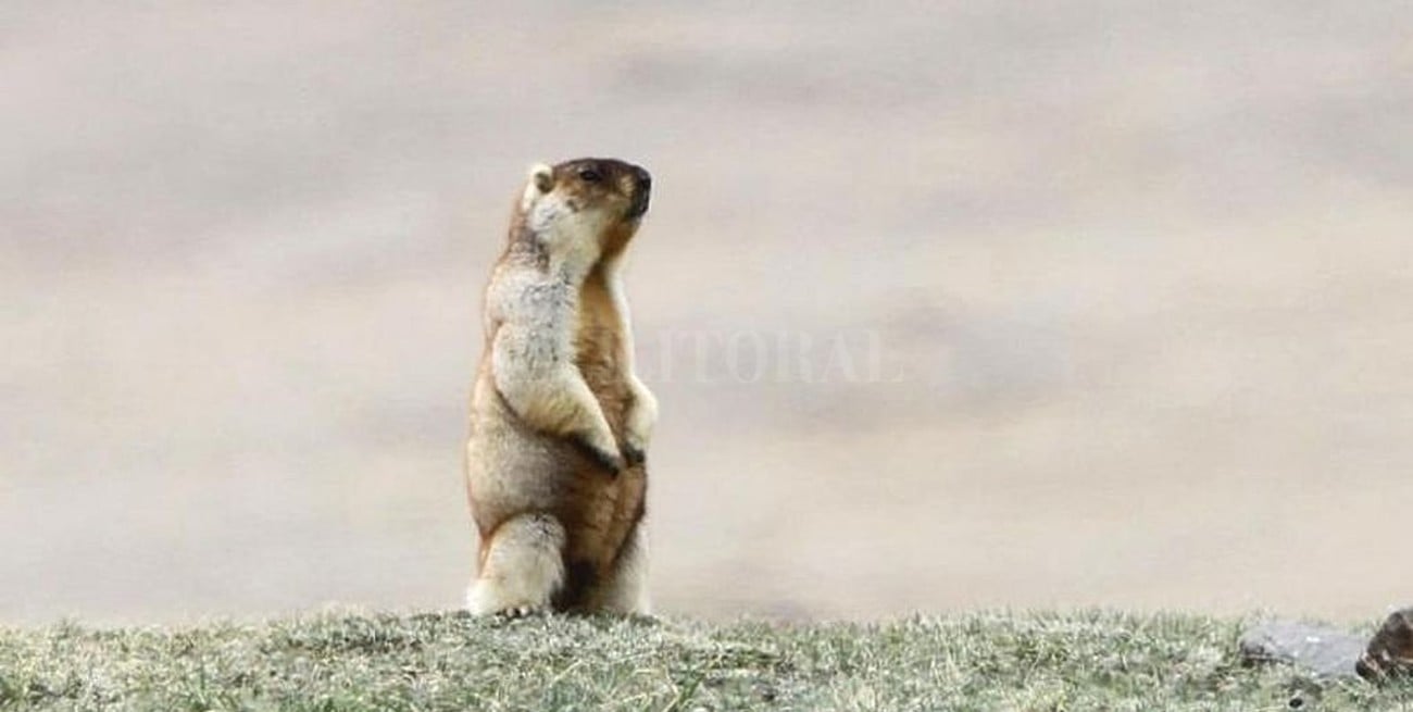 China cierra lugares turíticos tras el tecer caso de peste bubónica