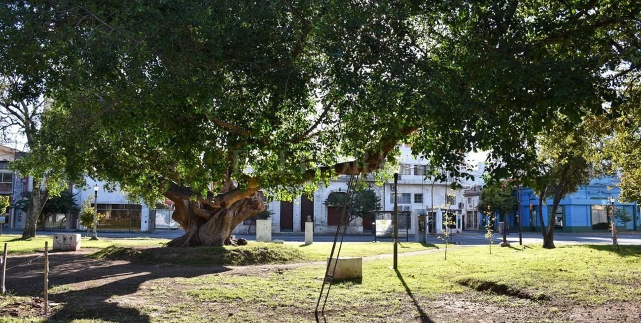 Acerca de los gomeros de la plaza España