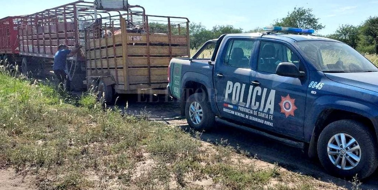 Recuperan en Santiago del Estero ganado robado en Ceres