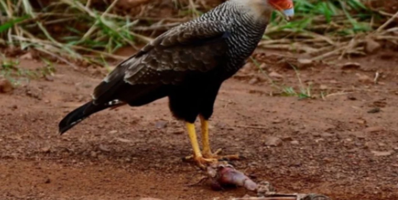 Horror en el Iberá: turistas fotografiaron a un carancho junto a posibles restos humanos