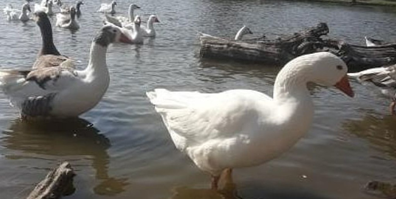 Mataron a piedrazos al ganso "Luisito" del Parque Gazzano en Paraná