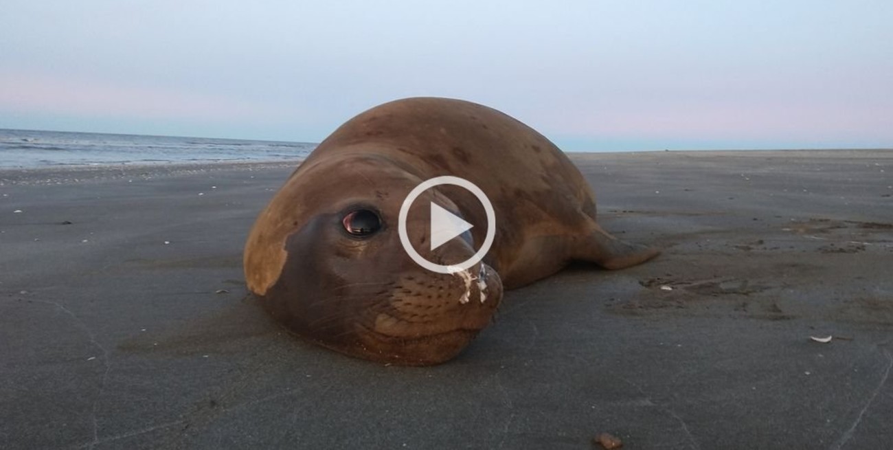 Video: Un elefante marino encontrado en Lezama pudo volver al mar