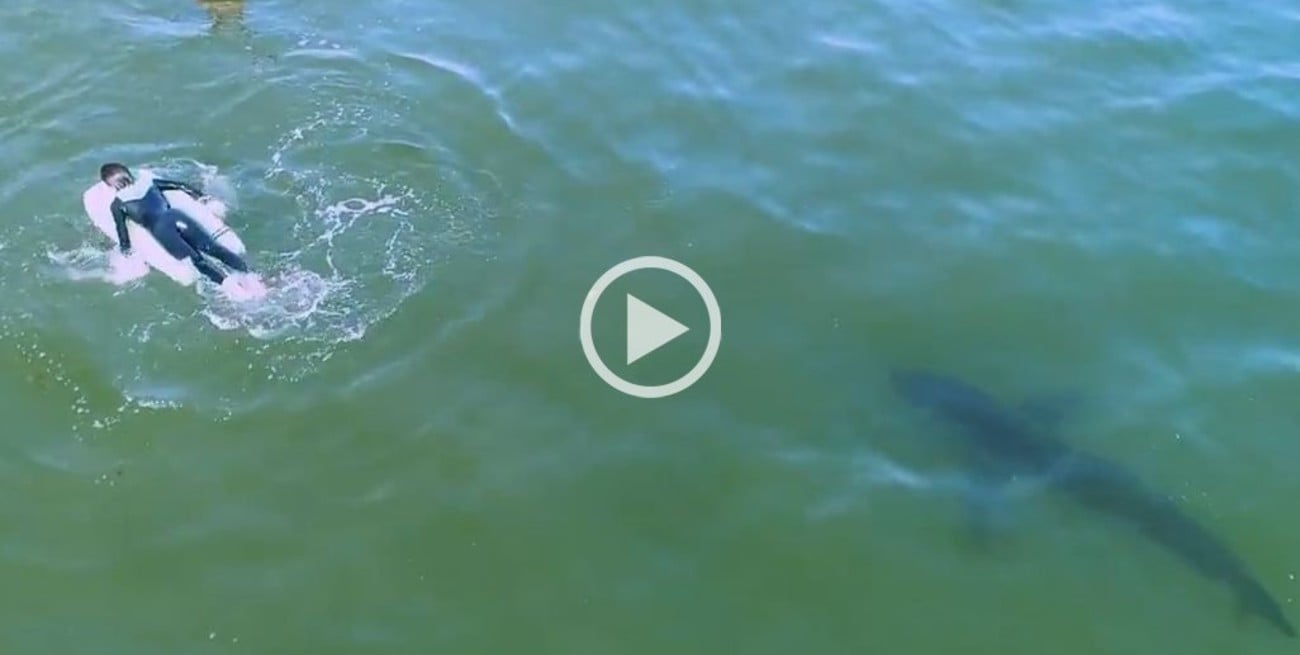 Video: niños surfean sin saber que estaban a metros de un tiburón blanco