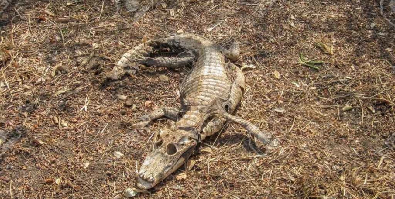 Corrientes: un yacaré sigue a orillas del río Paraná a una semana de haber muerto