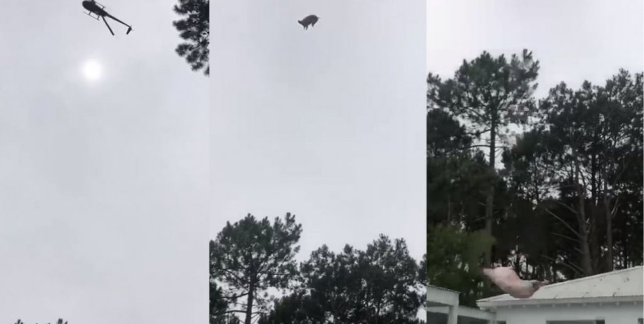 Tiraron un cordero desde un helicóptero a la pileta de un empresario argentino