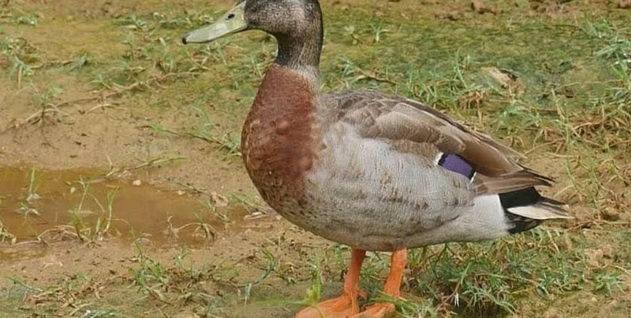 Investigan si una especie de pato puede imitar la voz humana
