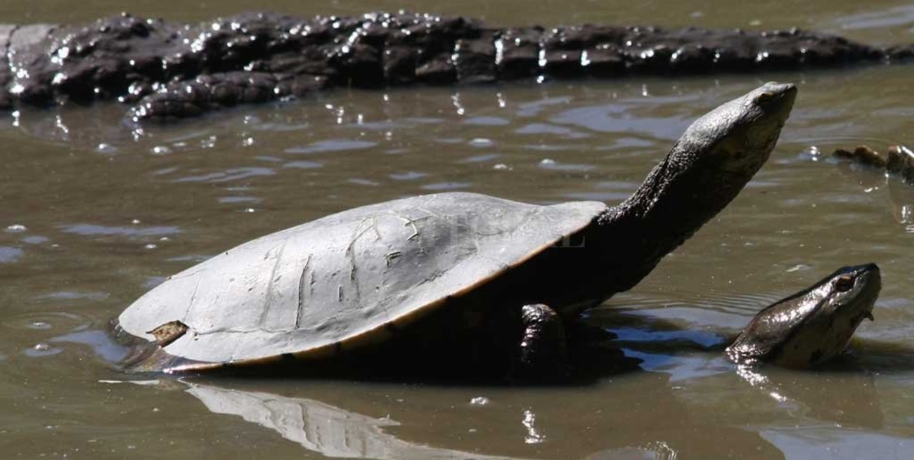 Insólito: quisieron robar una tortuga de la granja La Esmeralda