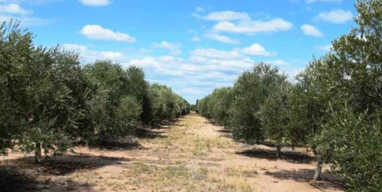 Extenderían quita de retenciones a varias economías regionales  