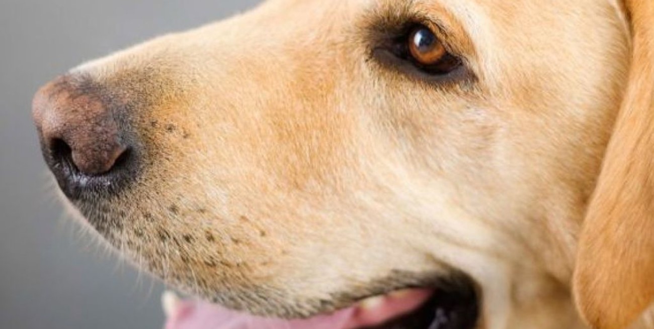 Estudio demuestra que los perros pueden detectar el coronavirus con más de 95% de precisión