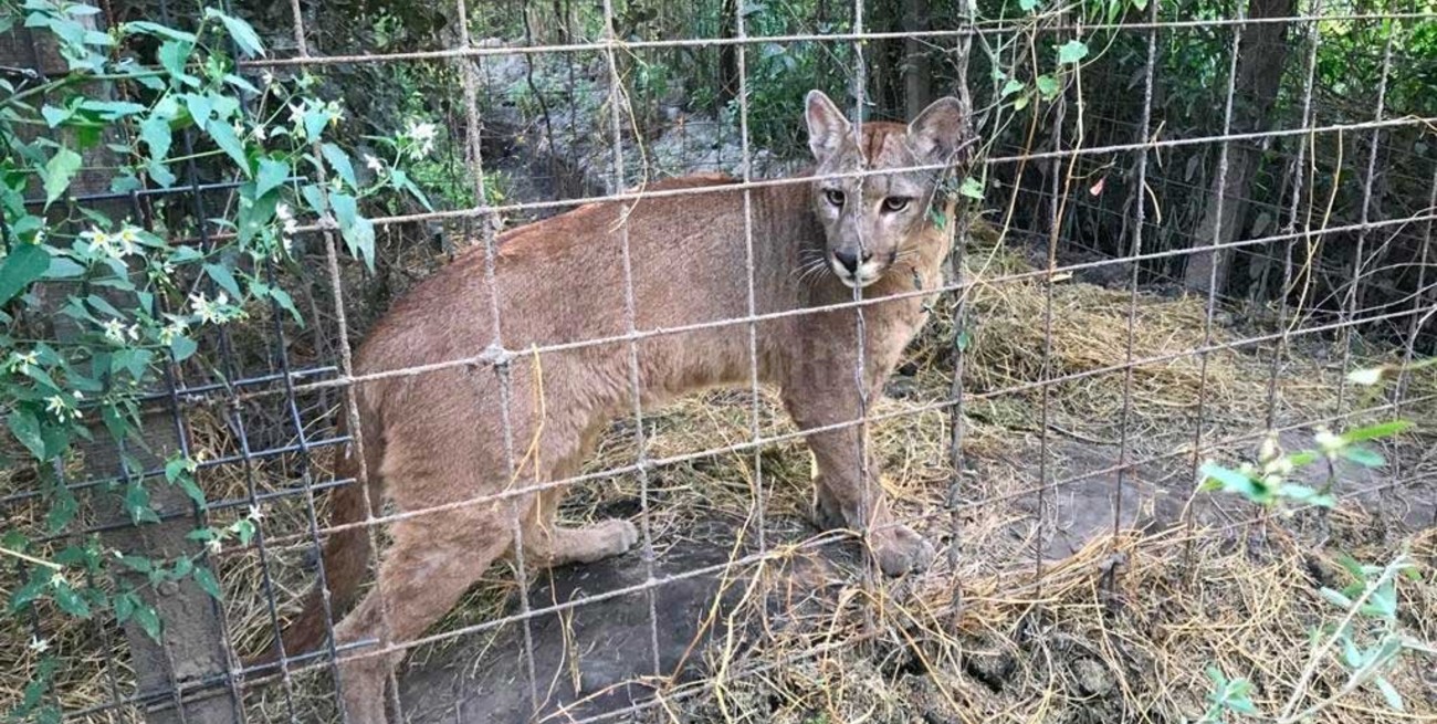Desbarataron un zoológico clandestino en Santa Fe