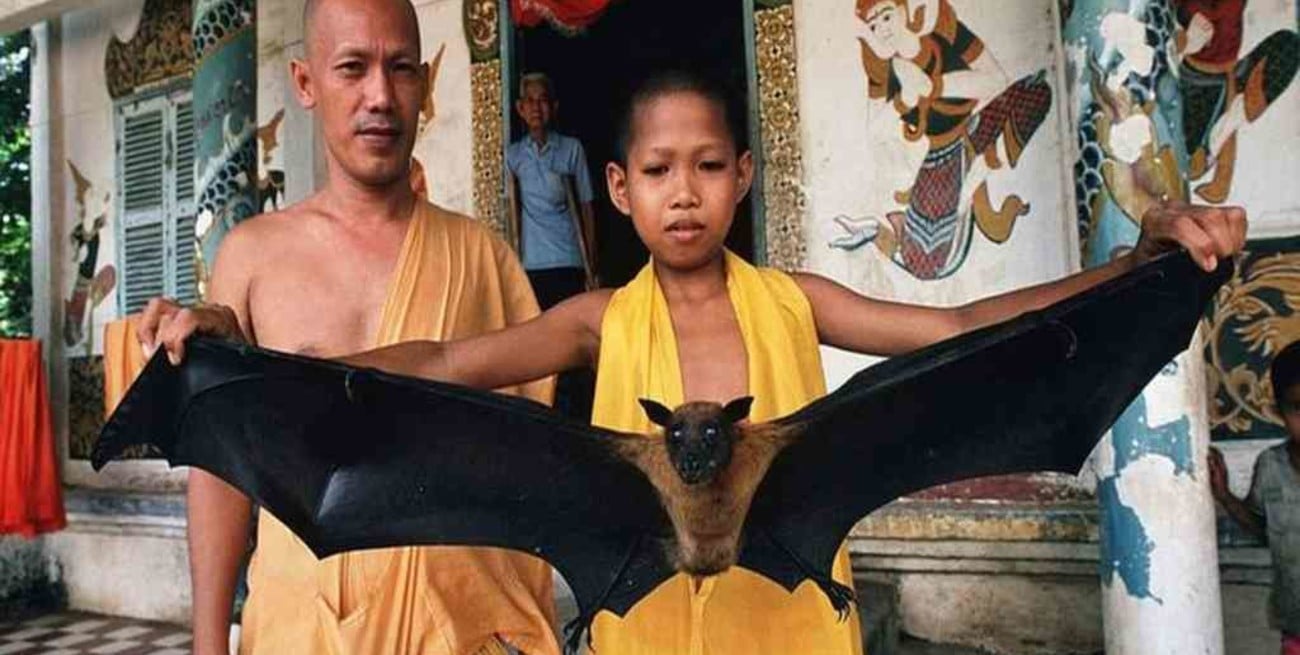 Virus Nipah: la enfermedad que preocupa a Asia por temor a otra pandemia