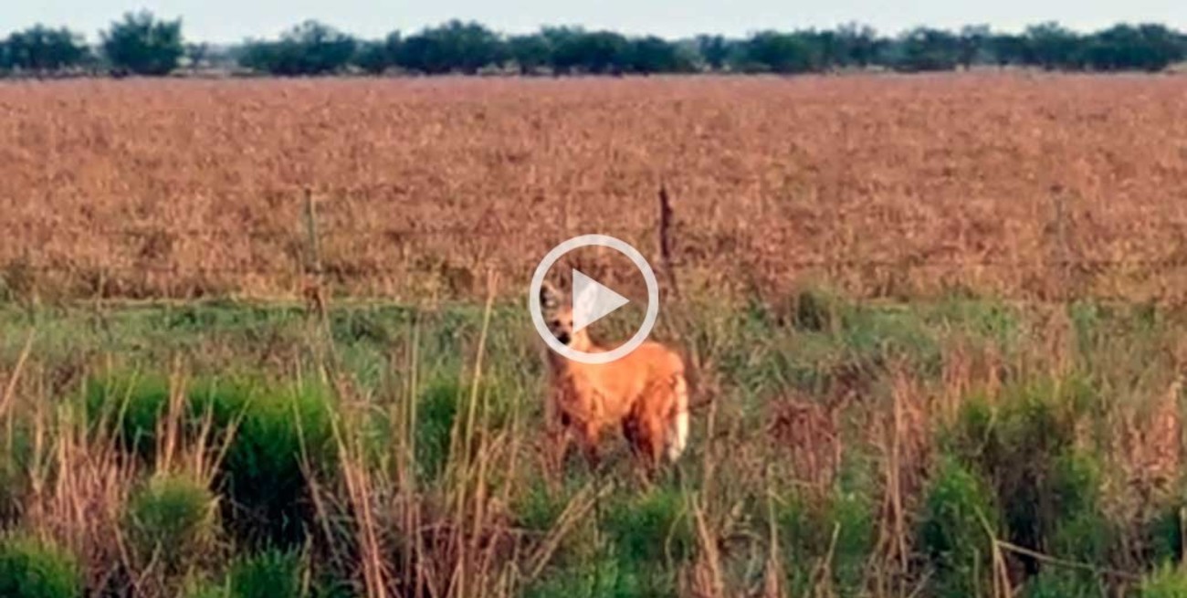 Video: encontraron una pareja de aguará guazú en la Ruta 1