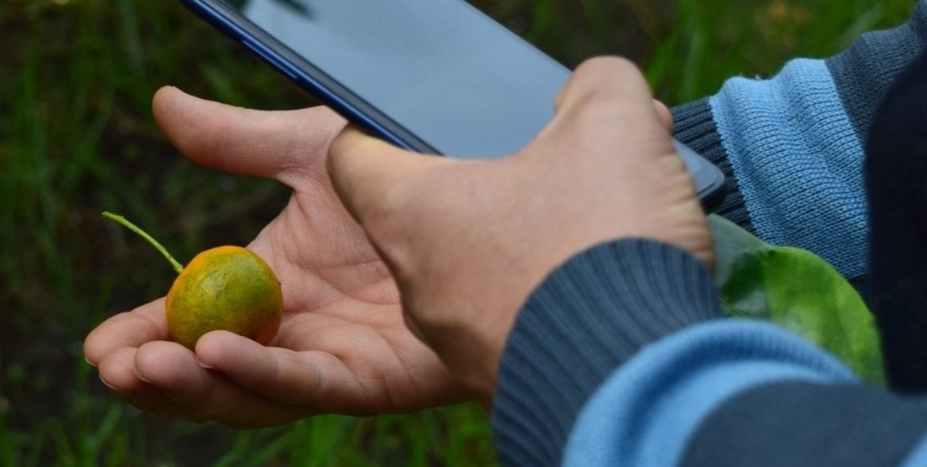 El Senasa y Entre Ríos trabajan en un plan de lucha contra el HLB