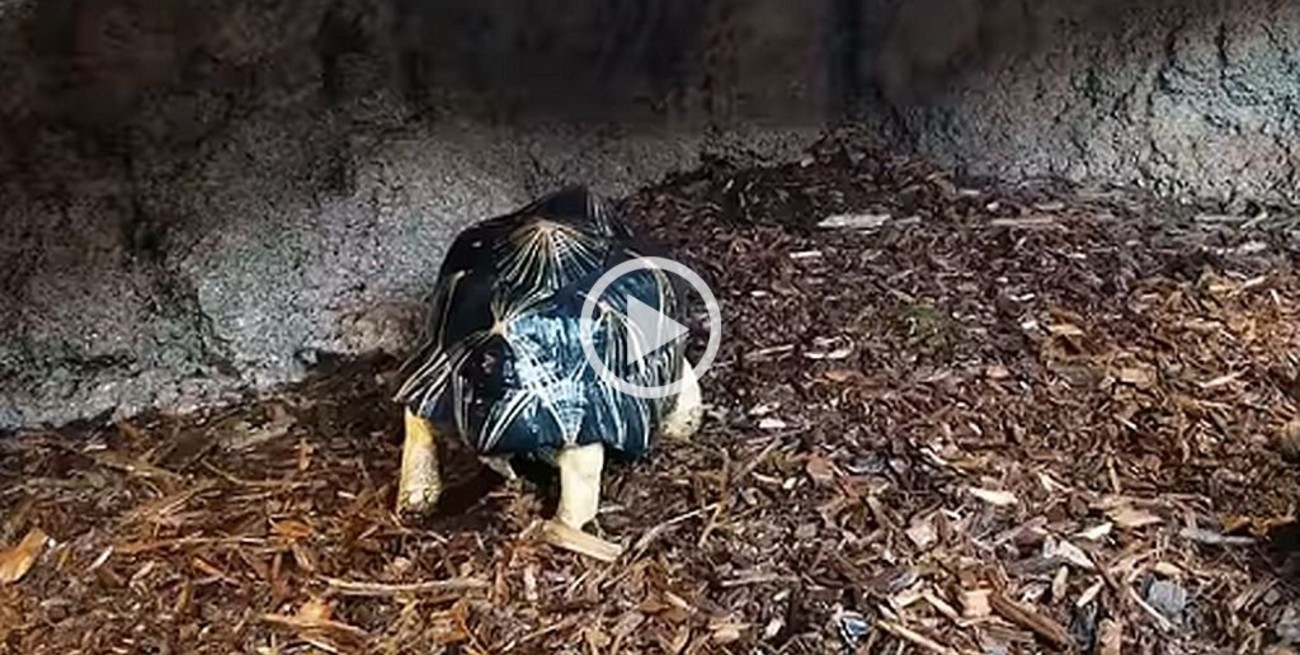 Una tortuga se hizo viral en redes sociales por su "baile de la lluvia"