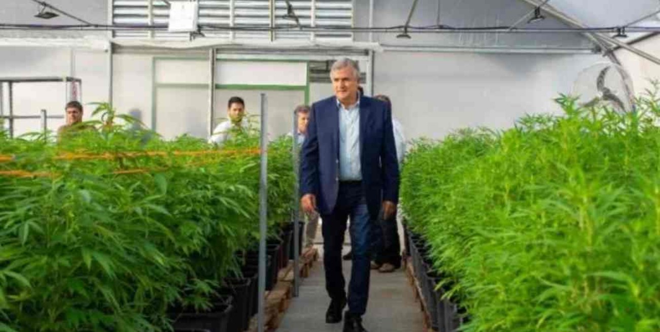 Comienza a funcionar el primer laboratorio de cannabis medicinal del país 