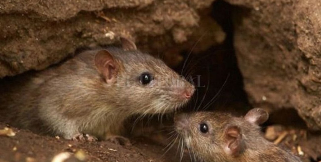 Alerta por casos de Fiebre Hemorrágica Argentina