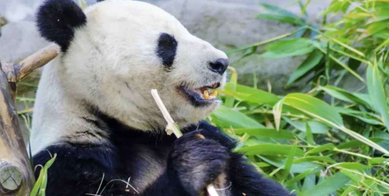 Una panda gigante dio a luz a gemelos en un zoológico de Francia 