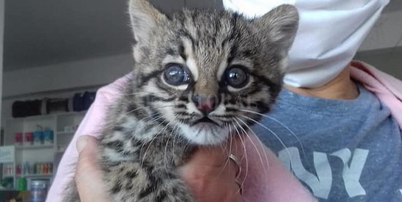 Encontraron una cría de gato montés en Oro Verde