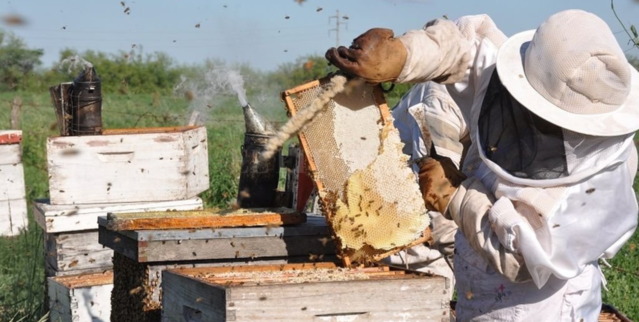 Cómo producir miel y respetar la cuarentena obligatoria