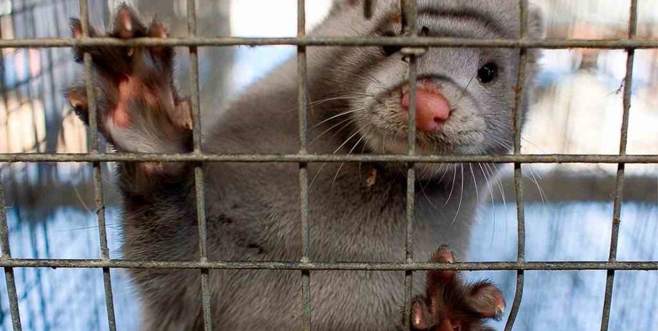 Dinamarca dio por erradicada la mutación de coronavirus en visones