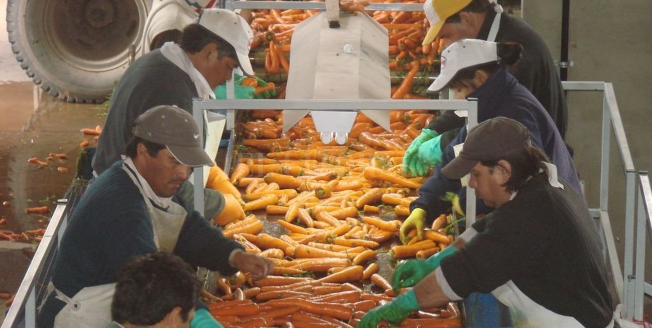 Para generar alimentos nutritivos, buscan aprovechar los descartes de la zanahoria