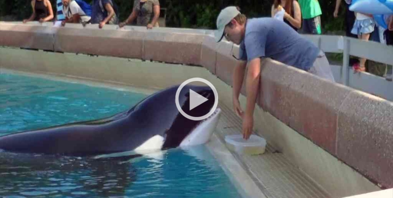 "Liberen a Kiska": la campaña que exige el traslado a un santuario de una orca con más de 40 años en cautiverio