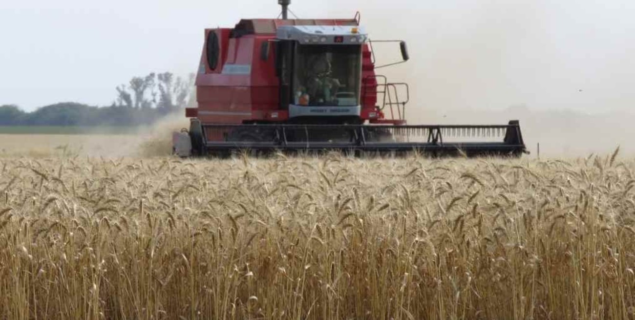 El trigo en proceso de cosecha  
