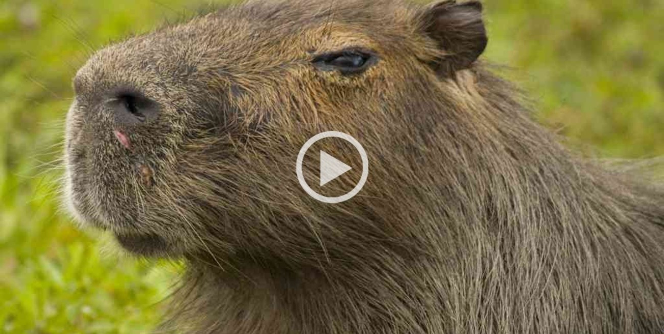Vídeo: una manada de carpinchos dio "un paseo" cerca del shopping de Resistencia