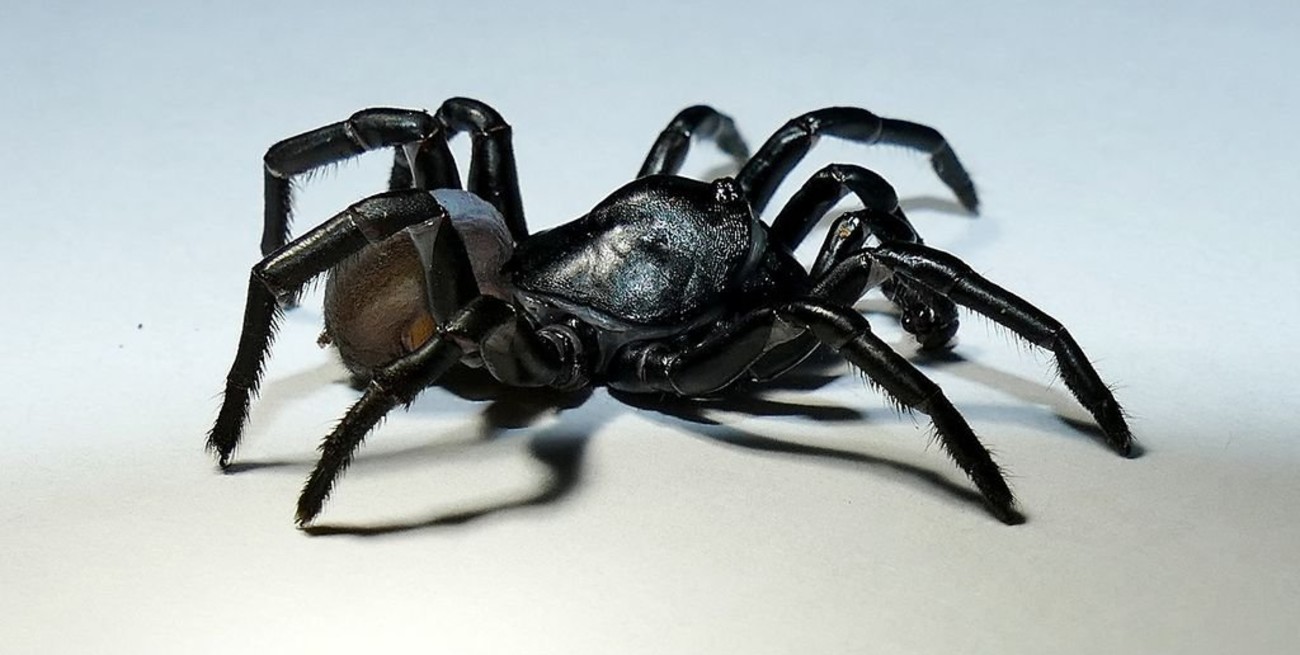Pine Rockland Trapdoor: descubren nueva especie de araña venenosa