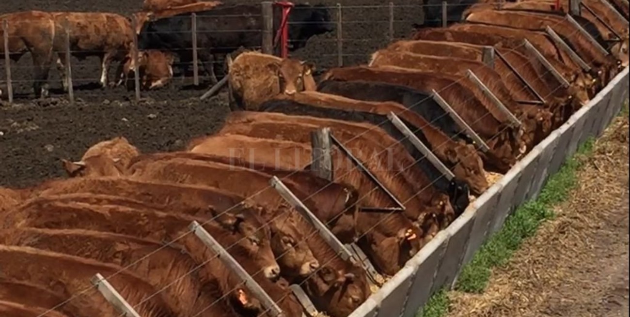 Limousin: el gran transformador de alimento en carne