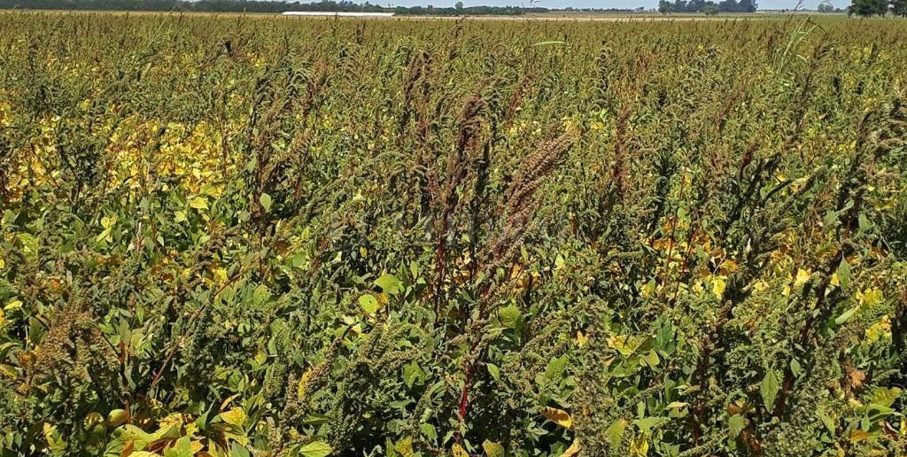 Yuyo colorado: ya afecta a más del 50% de la superficie agrícola de todo el país