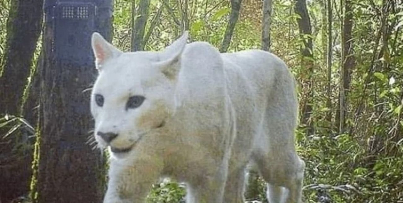 Detectaron la presencia de un puma albino en un área protegida de Brasil 