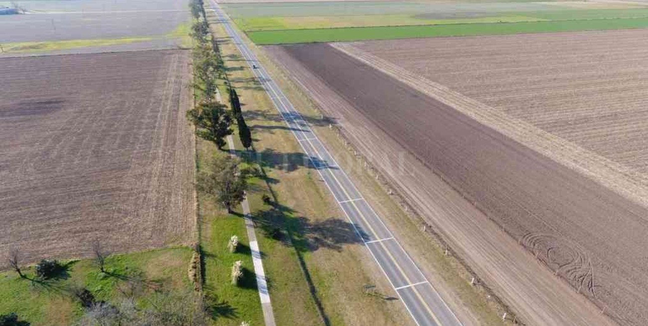 San Carlos Norte: el plan forestal alcanzó el 50% del objetivo planteado en 2019