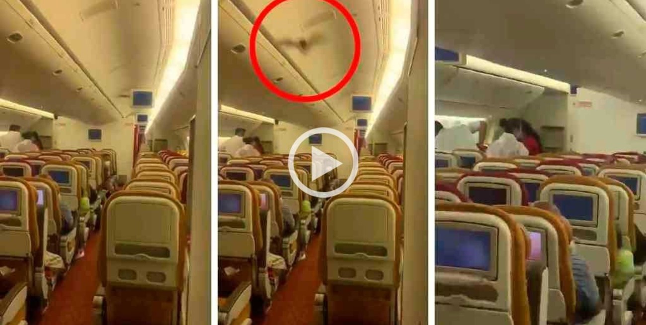 Video: un murciélago irrumpió dentro de un avión y tuvieron que regresar al aeropuerto