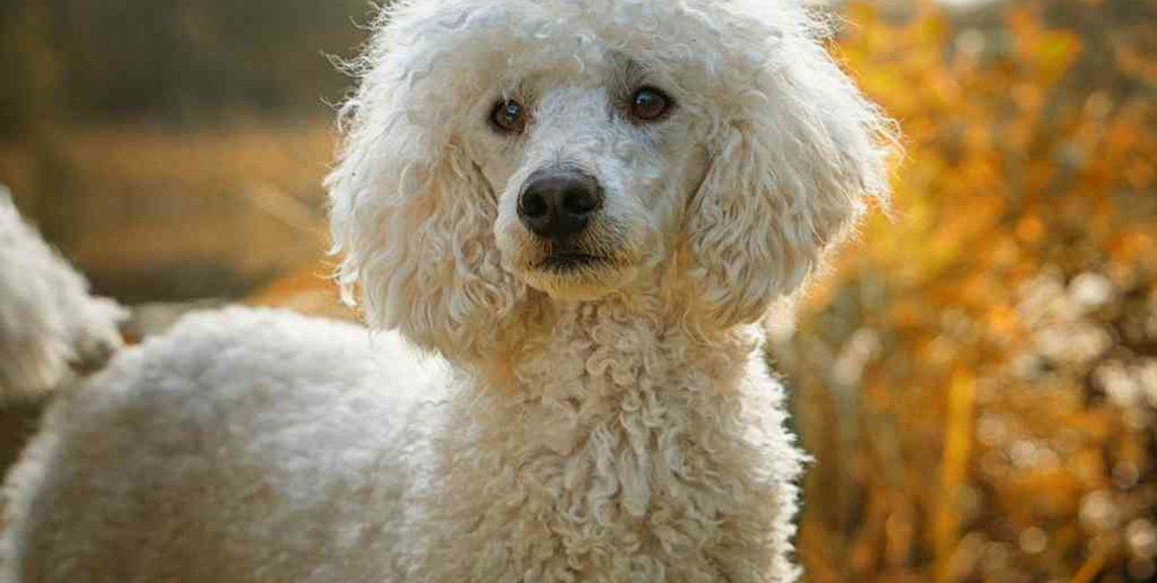 Se detectó el primer caso de un perro asintomático con la variante británica en España