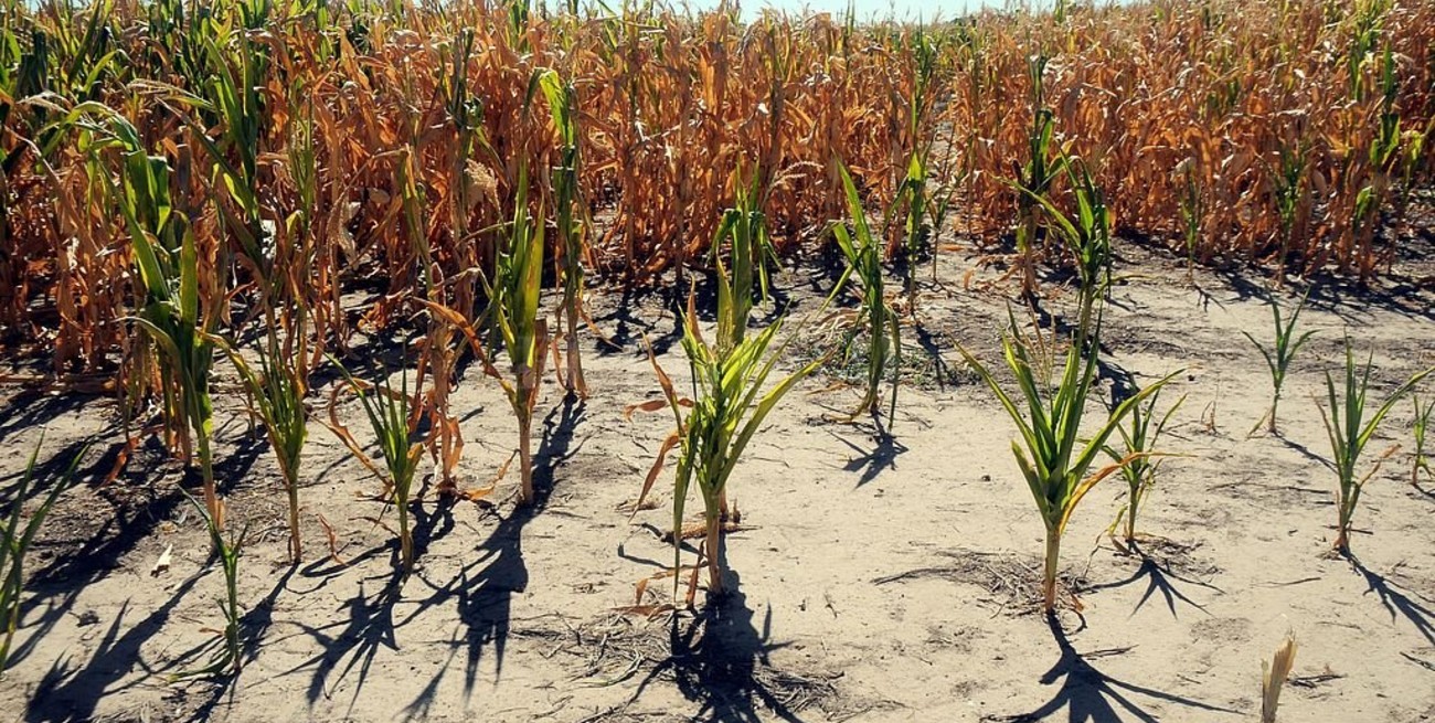 Preocupación por el impacto del clima seco en los pequeños productores