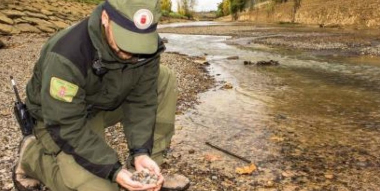 Almeja tóxica: fallido experimento medioambiental