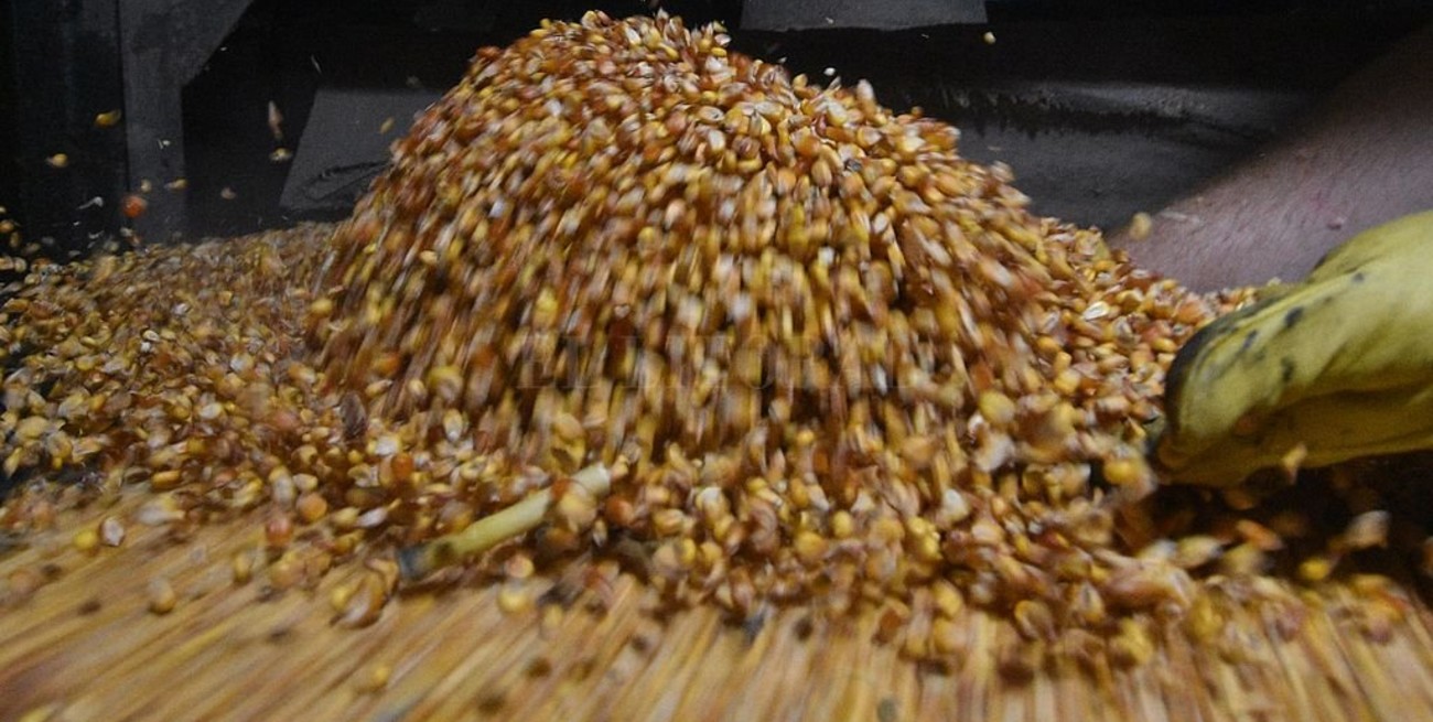 El precio del maíz subió US$ 5 y cerró a US$ 145 en Rosario