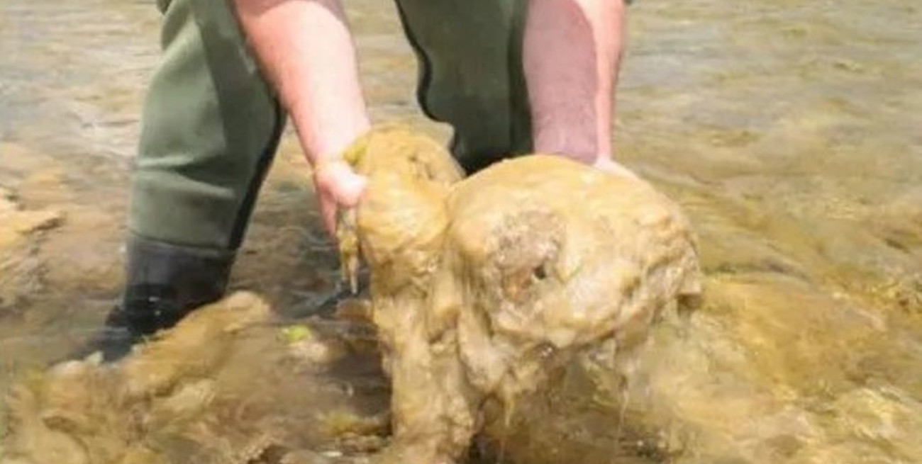 Preocupa en Neuquén la proliferación de un alga invasora