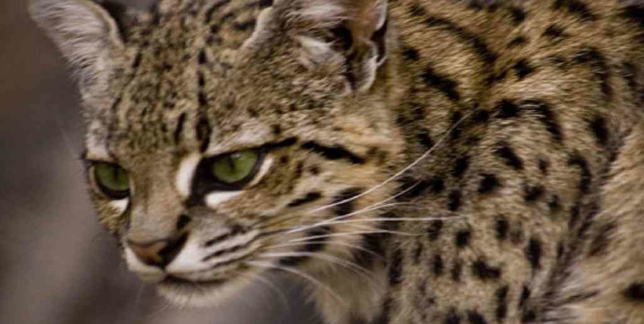 Fueron rescatados dos cachorritos de gato onza en Salta