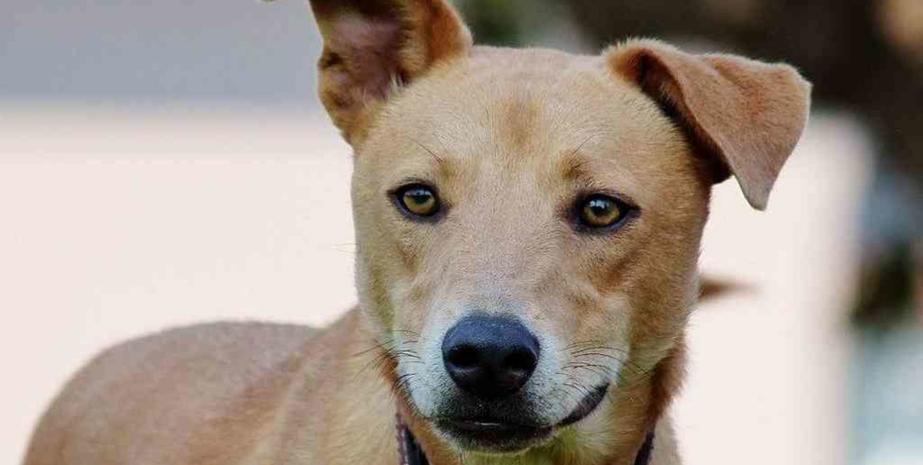 Un estudio científico reveló que los perros existen desde hace 11.000 años