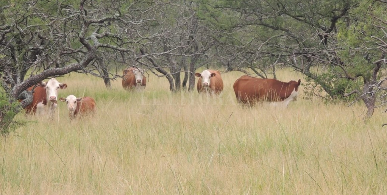 Buscan preservar y proteger los pastizales naturales por ley