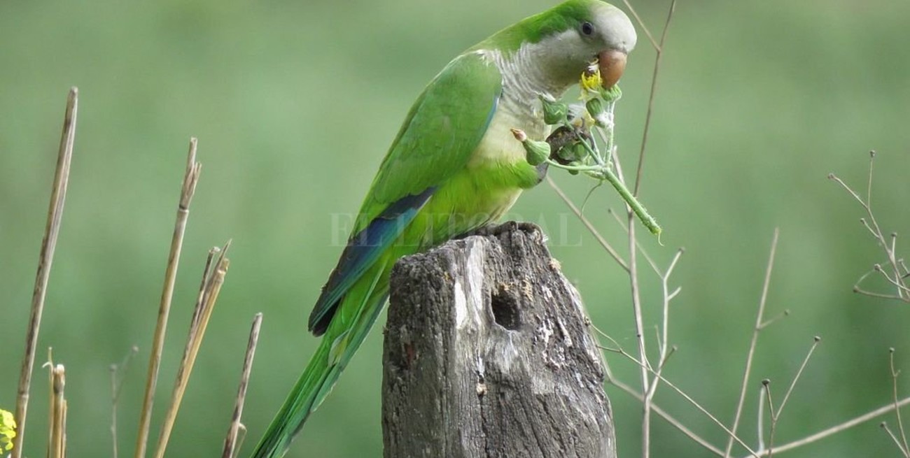 El problema de las cotorras "cubre toda el área agrícola del país", dice una experta del INTA