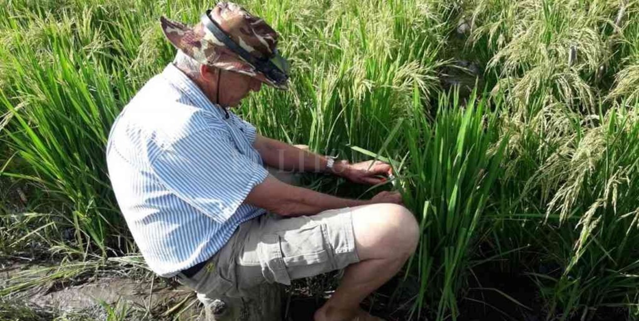 Distinguieron a Rodolfo Vicino con el mérito arrocero 2021