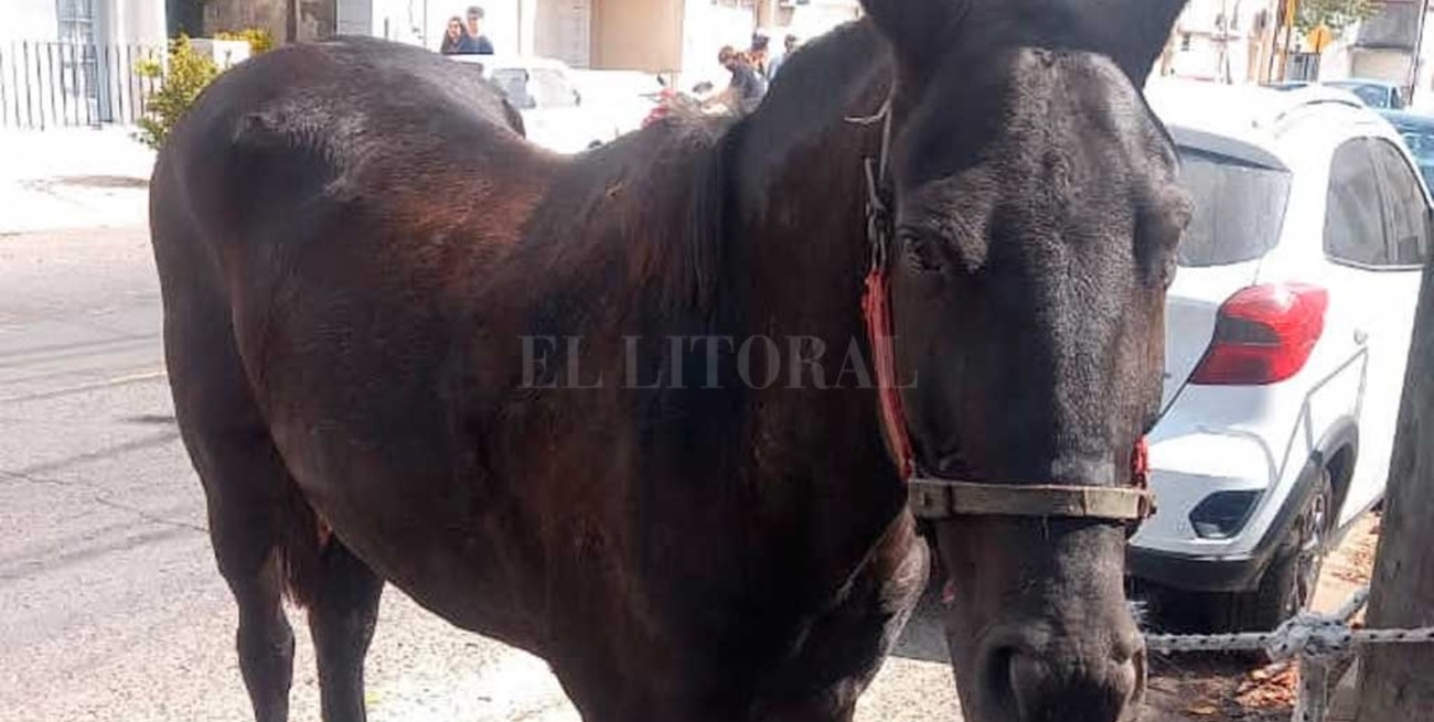 El secuestro de la yegua "Yiya" a un carrero expuso un grave problema social