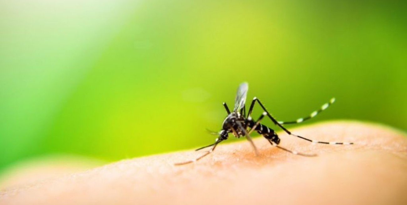 Alerta epidemiológico en Corrientes por la fiebre amarilla