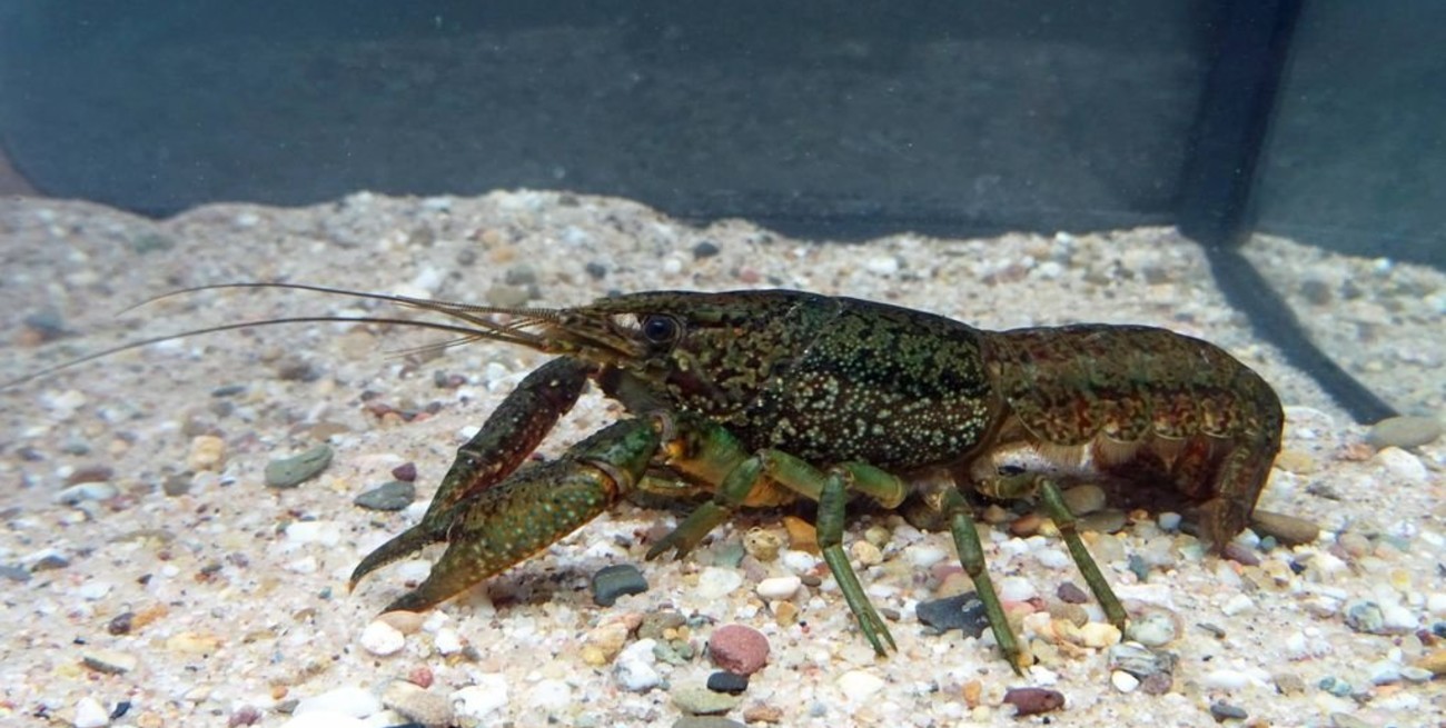 Descubren la presencia en Bélgica de una especie de cangrejo que se clona a sí mismo