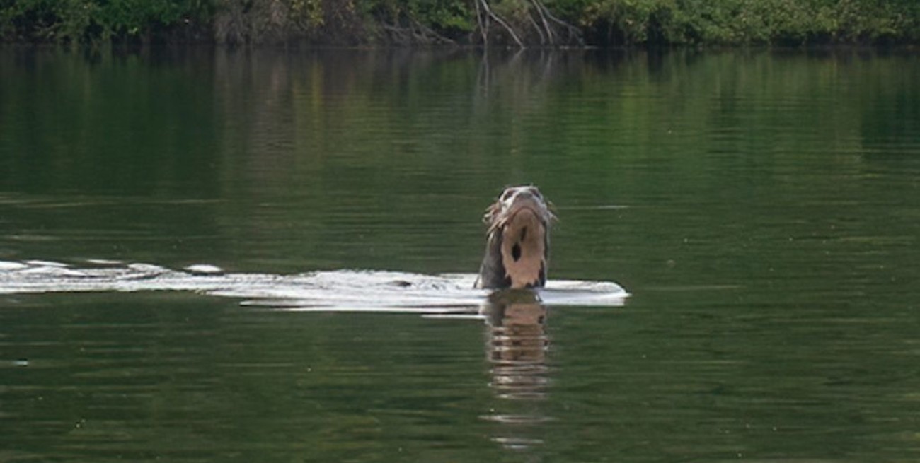 Nacieron en Corrientes tres ejemplares de una especie que se creía extinta