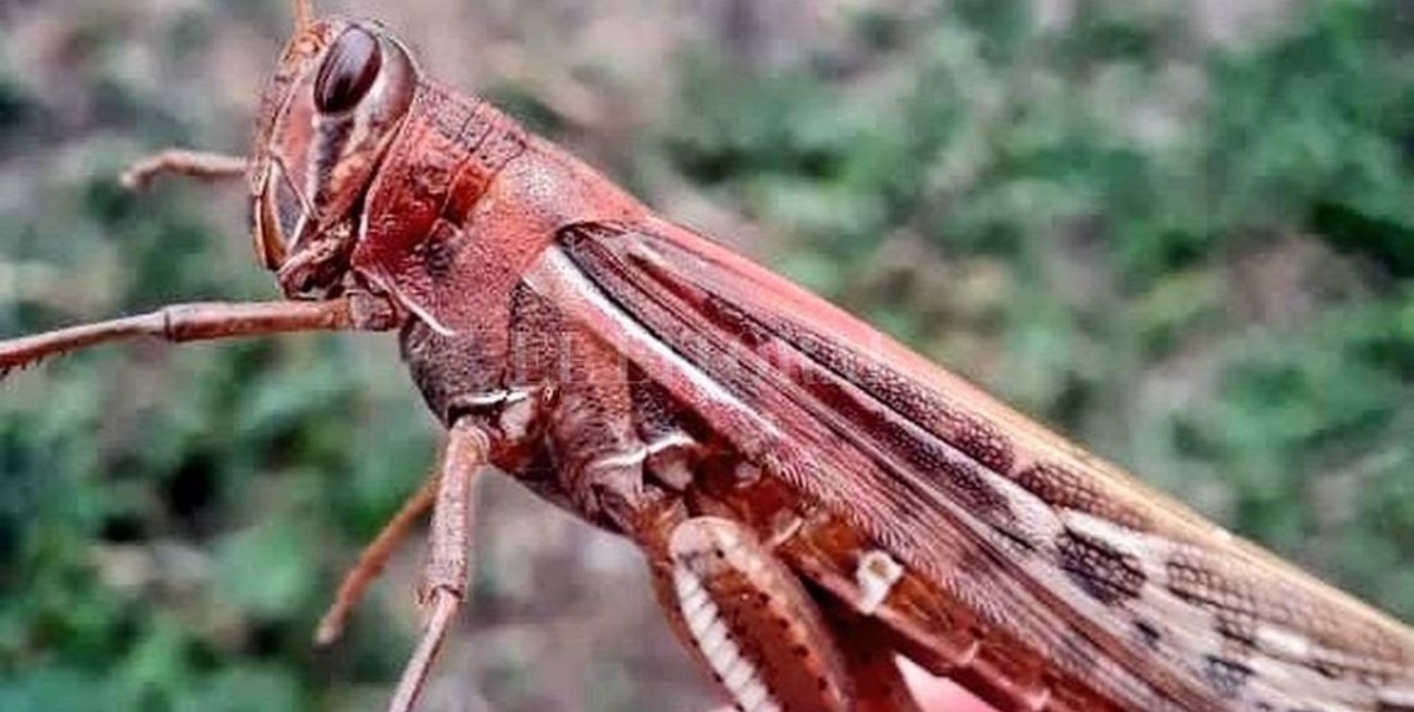 Langostas al acecho: mirá las mangas y dónde están