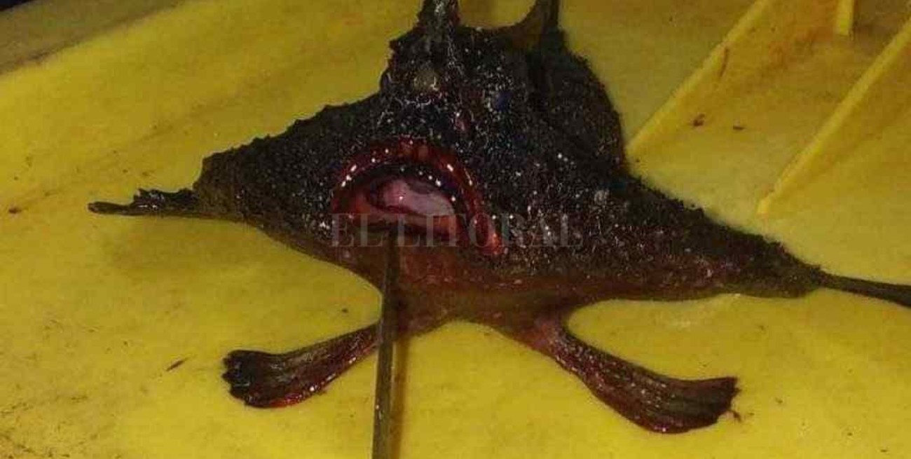 Capturaron un pez murciélago en Sauce Viejo